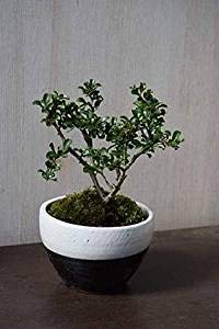 Amazon.co.jp: 長寿梅盆栽 ギフトミニ盆栽 : DIY・工具・ガーデン